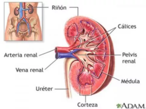Anatomía del riñon Anatomía del riñon