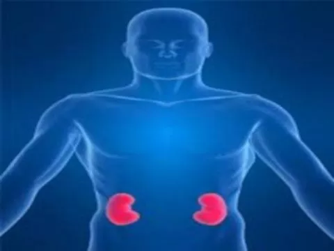 Riñones en un cuerpo humano Riñones en un cuerpo humano
