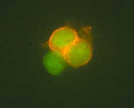 CD4 en células de T humanas