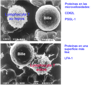 Morfología de un linfocito T en descanso o activado.Proteínas en las microvellosidades: CD62L PSGL-1.Proteínas en una superficie más lisa: LFA-1