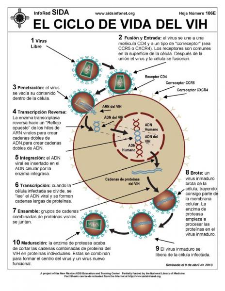 Ciclo de vida y replicación del VIH